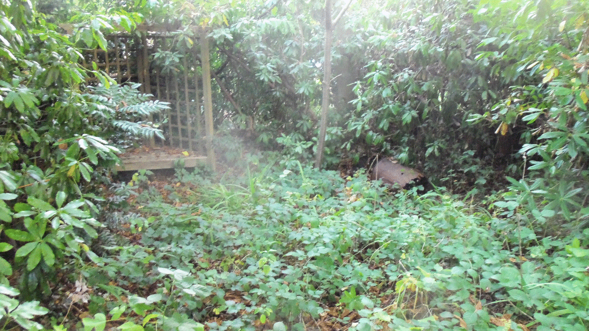 Robin & June's garden