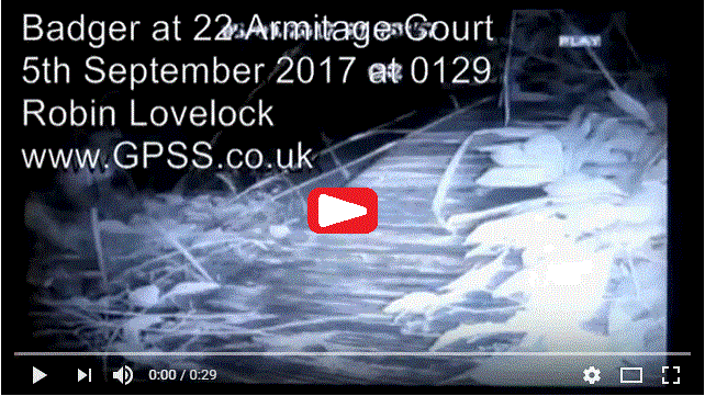 Badger on 5th September 2017