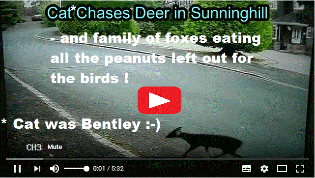 Cat Chases Deer in Sunninghill