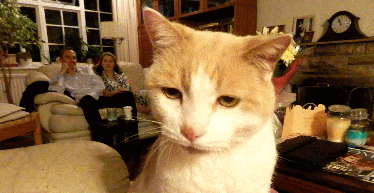 Gingy in Christmas 2014 newsletter